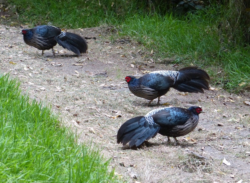 Kalij Pheasant